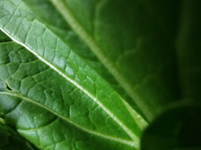 らくらくスマートフォン F-53E マクロ撮影